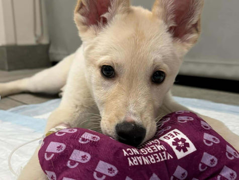 A white puppy who ate ibuprofen chews on a toy bone at VEG ER for Pets hospital