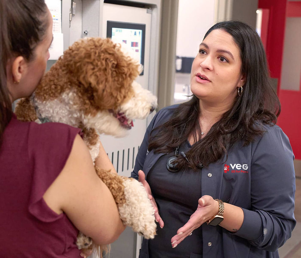 Veterinarian speaks with a dog owner