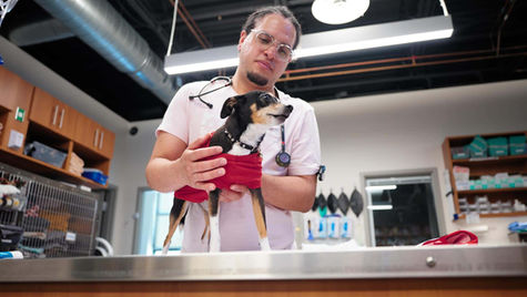 A veterinarian holds a brown and white puppy on an exam table in a vet hospital.