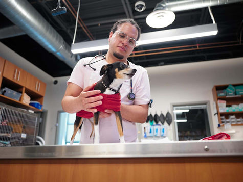 A veterinarian holds a brown and white puppy on an exam table in a vet hospital.
