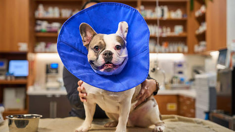 A bulldog is in an blue Elizabethan collar after pyometra surgery. 