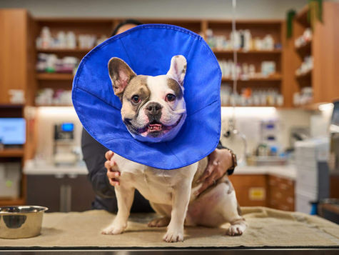 A bulldog is in an blue Elizabethan collar after pyometra surgery. 
