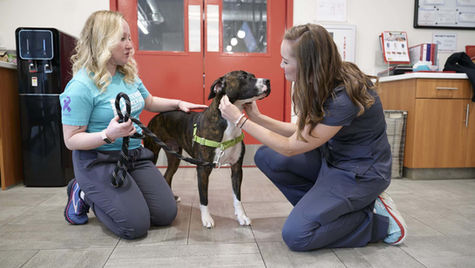 A dog is brought to a hospital by its owner and checked by a vet