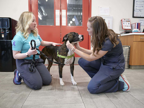 A dog is brought to a hospital by its owner and checked by a vet