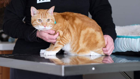 A VEG ER for Pets vet holds a cat on an exam table.