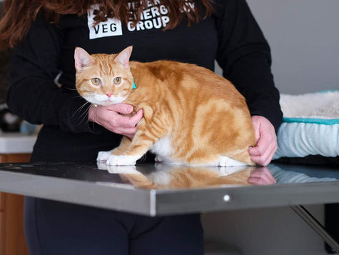 A VEG ER for Pets vet holds a cat on an exam table.