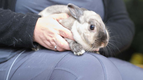 A gray and white rabbit sits on a VEG vet employee's lap.