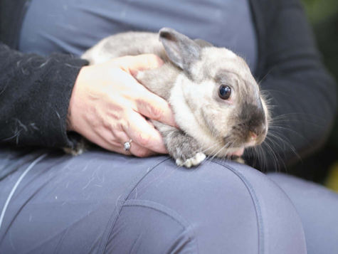A white and gray rabbit sits on a lap at the vet office