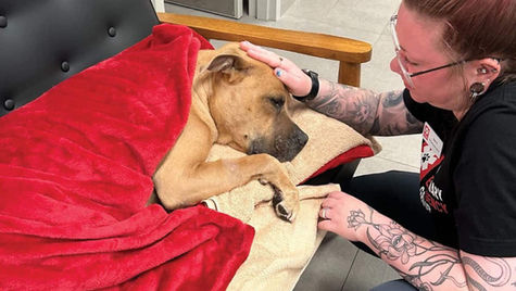 A golden dog lies under a red blanket and is comforted by a veterinarian.