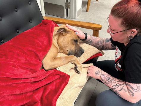 A vet nurse comforts a dog who is covered in a red blanket