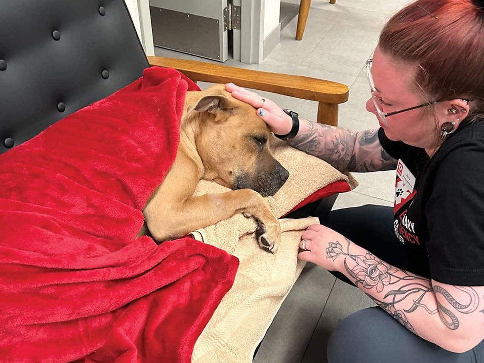 A dog lies on a couch underneath a red blanket while a veterinarian pets their head.