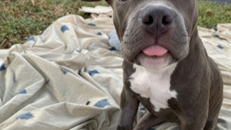 A black puppy sits on a blanket outdoors.