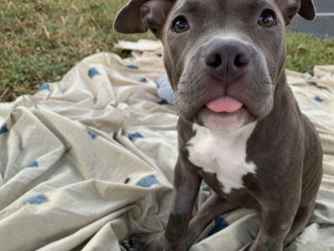 A Pitbull puppy sits up on a blanket on the grass. 