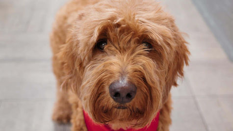 A shaggy haired dog with a suspected bone break sits on the floor at VEG ER for Pets