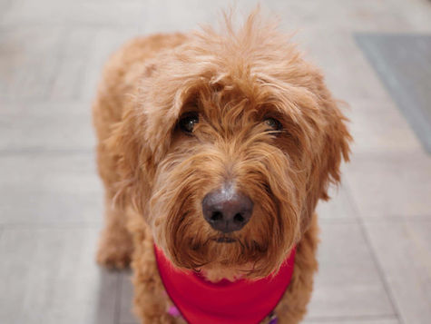 A furry dog with floppy ears sits on the floor of a vet hospital 