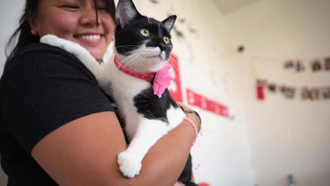 A white and black cat is held by a smiling veterinarian at the vet 