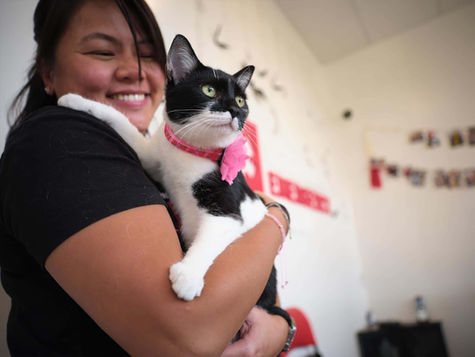 A white and black cat is held by a smiling veterinarian at the vet 