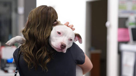 10 Common Pet Emergencies in Lakewood, CO