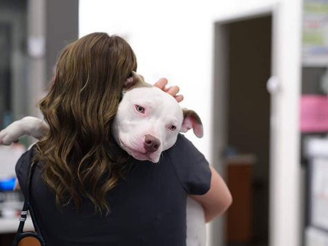 A vet hugs a white dog.