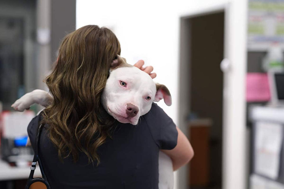 A white pit bull is held by a veterinarian in scrubs.