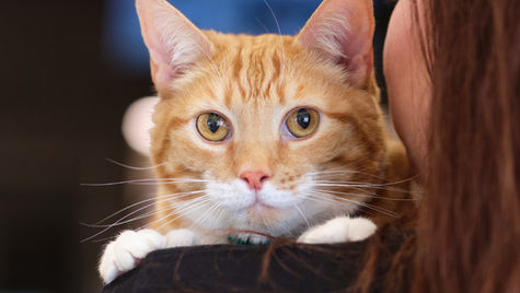 An orange and white cat leans on a person's shoulder. 