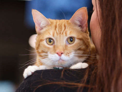 An orange and white cat leans on a person's shoulder. 