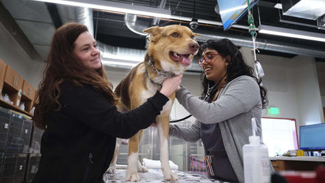 A large dog stands on an exam table next to its owner at VEG ER for Pets and is checked by a vet.
