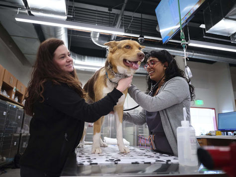 A large dog stands on an exam table next to its owner at VEG ER for Pets and is checked by a vet.