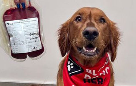 A canine blood donor sits wearing a bandana.