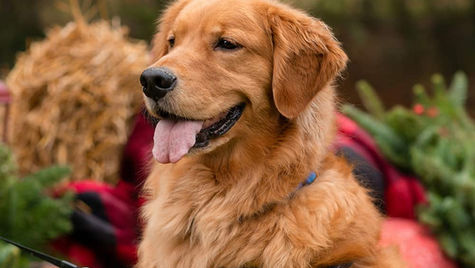 A dog sits among holiday greenery.