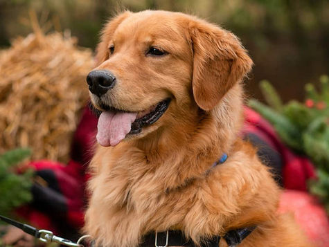 A golden lab dog sits among green foliage. 