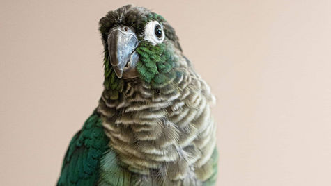 A green parrot against a pink backdrop looks at the camera