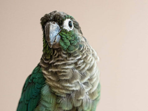 A green parrot against a pink backdrop looks at the camera