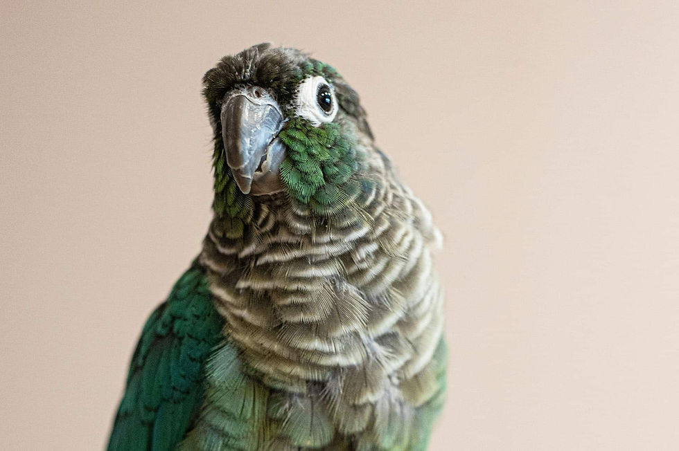 VEG ER for pets.png