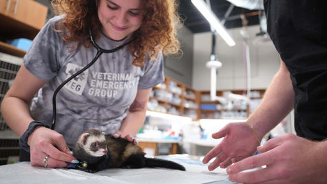 A ferret on an exam table is examined by a veterinarian