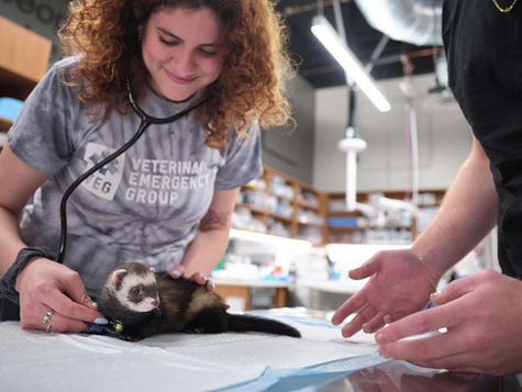 A ferret on an exam table is examined by a veterinarian