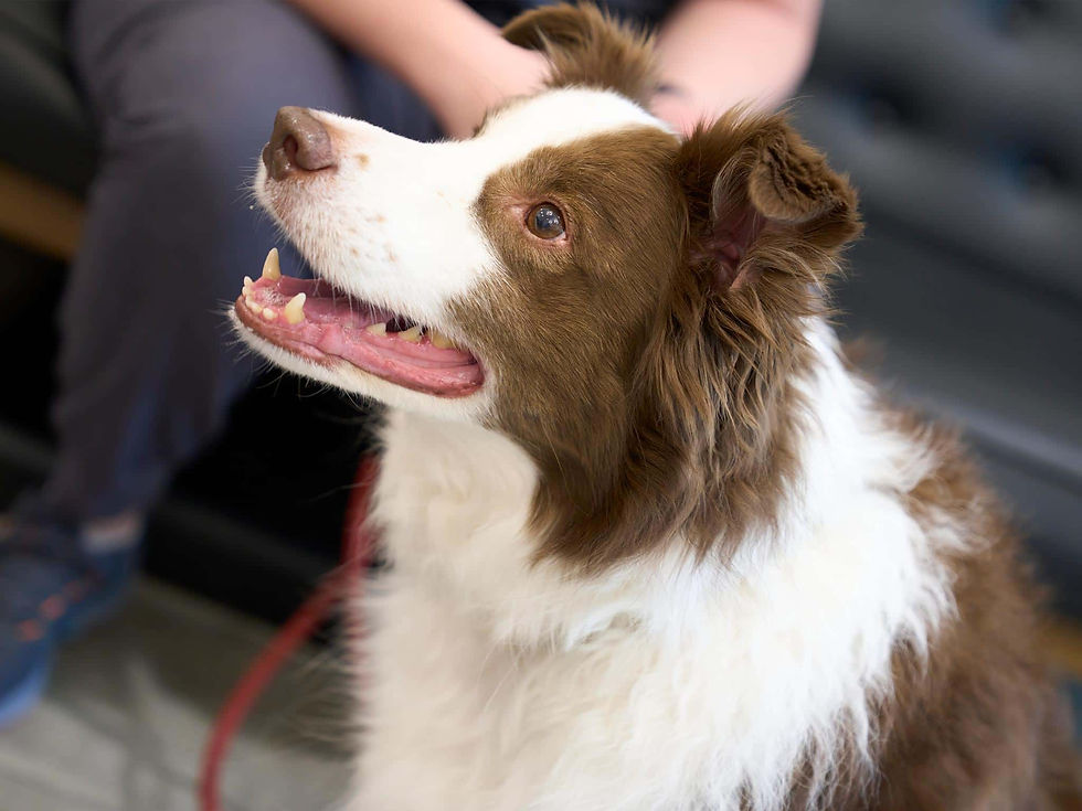 A side profile of a brown and white dog sits on a floor and looks upward. 