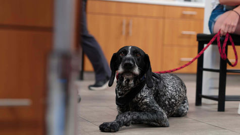 A black and white dog with floppy ears lays on the floor on a leash in the hospital