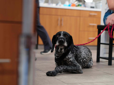 A black, gray and white dog with floppy black ears lays on the floor of a vet hospital. 