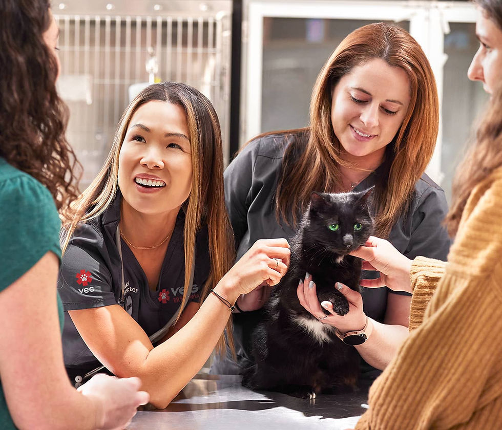 VEG Doctor and Vet Nurse speaking to a cat owner