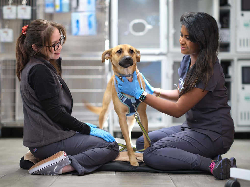 A gold furred dog stands between two veterinary staff members within a VEG vet hospital setting.