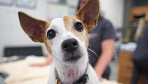 A dog is brought into VEG ER for Pets for head pain.