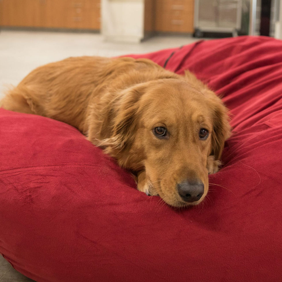 A golden retriever rests on a red pillow chair in the ER.