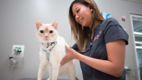 A cat with dehydration is examined by a veterinarian at VEG. 