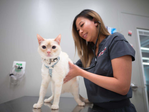 A white cat is examined by a vet in a vet hospital for a leg limp