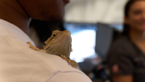 A bearded dragon sits on the shoulder of its owner at VEG ER for Pets.