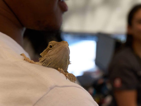 A bearded dragon sits on the shoulder of its owner at VEG ER for Pets.