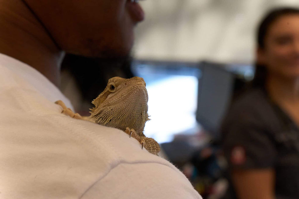 VEG ER for pets.png