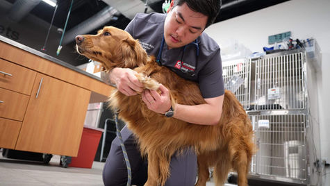 A vet checks the paw of a golden retriever dog in a vet hospital