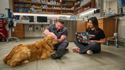 A Golden Retriever dog is examined by the vet staff at VEG ER for Pets.